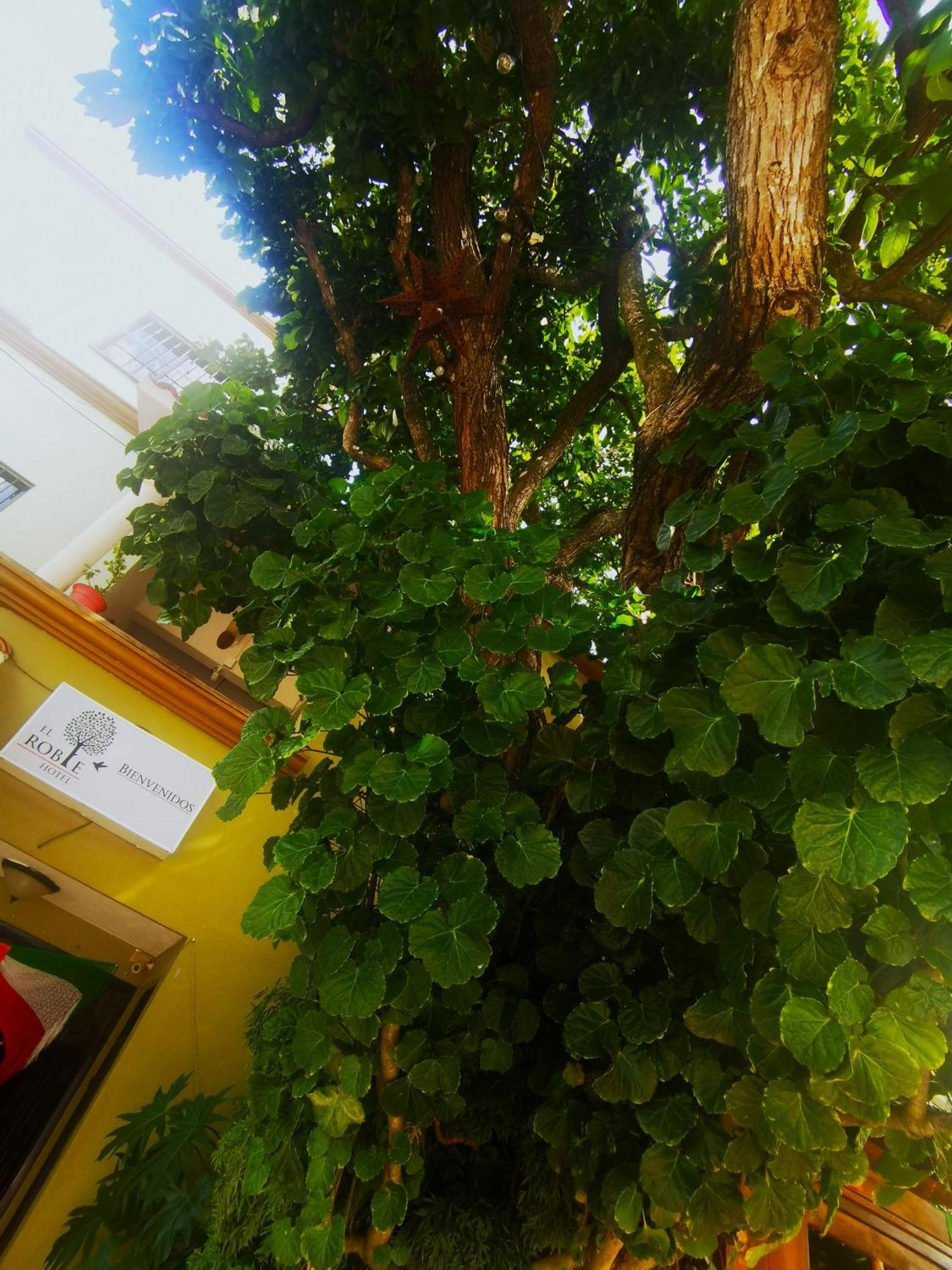 El Roble Hotel Bacalar Ngoại thất bức ảnh